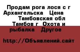 Продам рога лося с г.Архангельска › Цена ­ 6 000 - Тамбовская обл., Тамбов г. Охота и рыбалка » Другое   